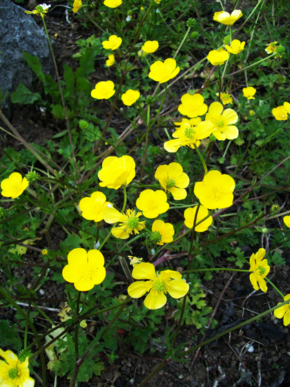 Bulbous Buttercup